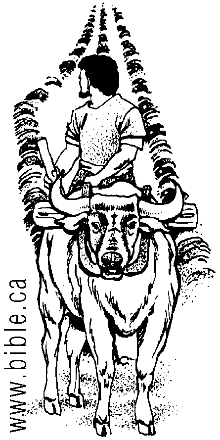 Ox And Plow