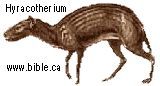 Hyracotherium Pictures