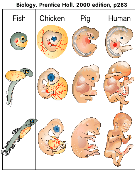 BIOLOGY TEXTBOOK FRAUD Embryology The biogenetic Law Earnst Haeckel