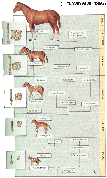 horse evolution tree